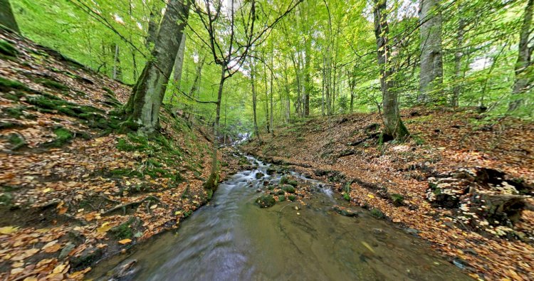 Yedigöller Milli Parkı